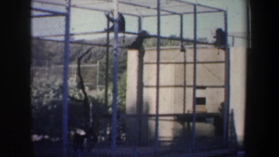 Late-frame 1957 8mm view of monkeys positioned on opposite sides of an outdoor wire-mesh habitat in San Francisco.