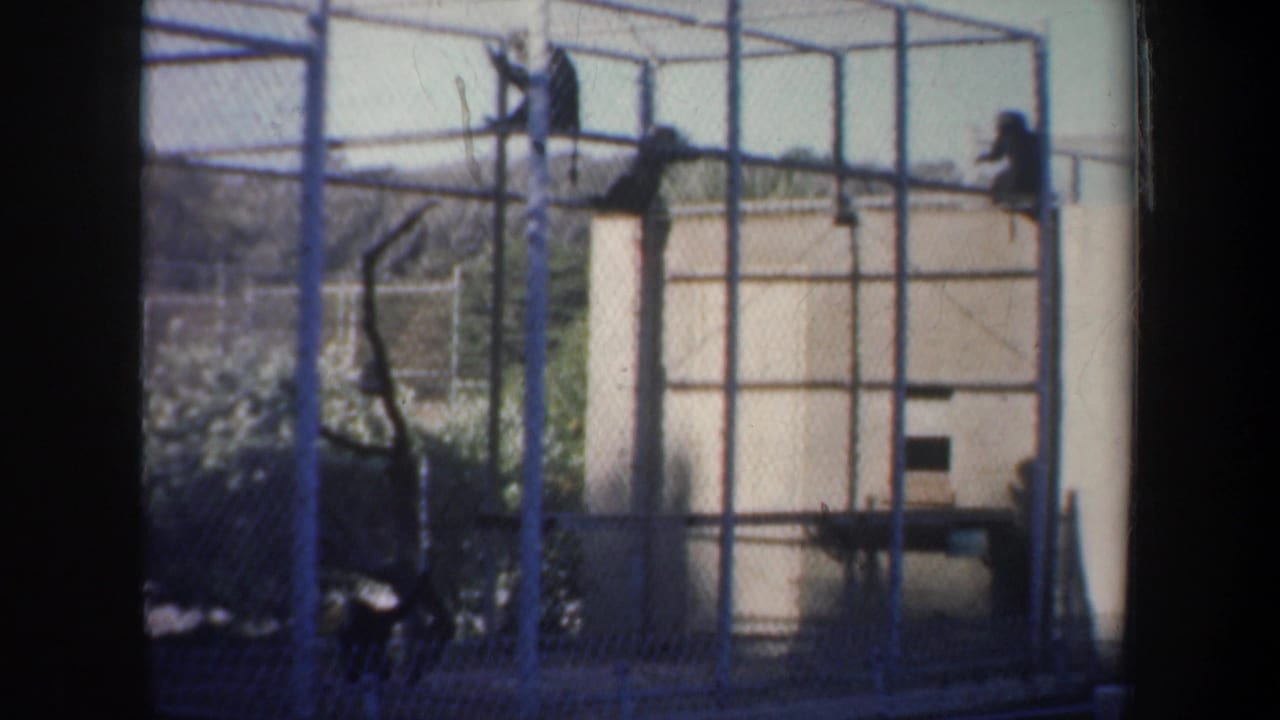 1957 San Francisco home-movie frame showing monkeys on blue cage bars behind chain-link fencing at an outdoor animal enclosure.