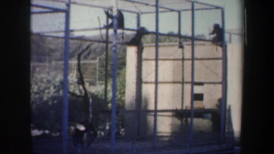 1957 San Francisco home-movie frame showing monkeys on blue cage bars behind chain-link fencing at an outdoor animal enclosure.