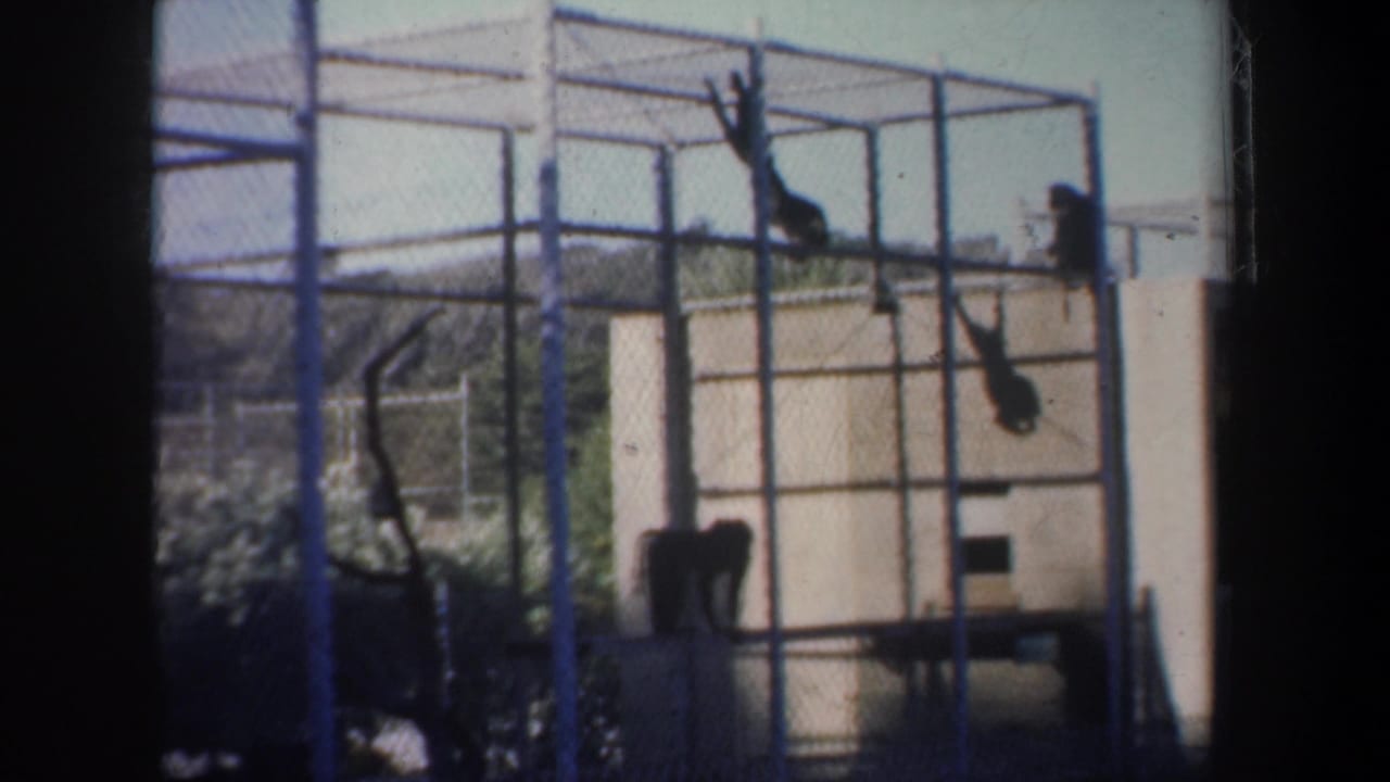 Several monkeys hang and perch on the bars of a large outdoor cage.