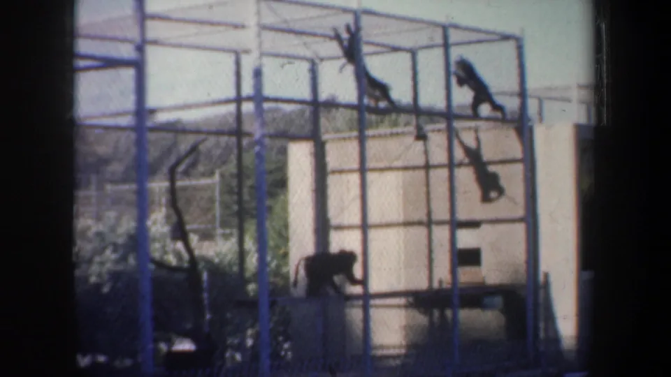 Vintage 8mm frame of monkeys spread across a barred outdoor enclosure, with fencing and greenery visible in San Francisco.