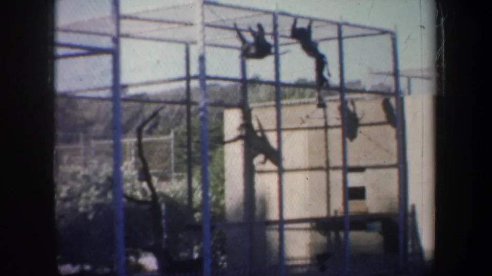 A home-movie view of monkeys actively climbing and hanging from blue enclosure bars in a San Francisco animal exhibit.