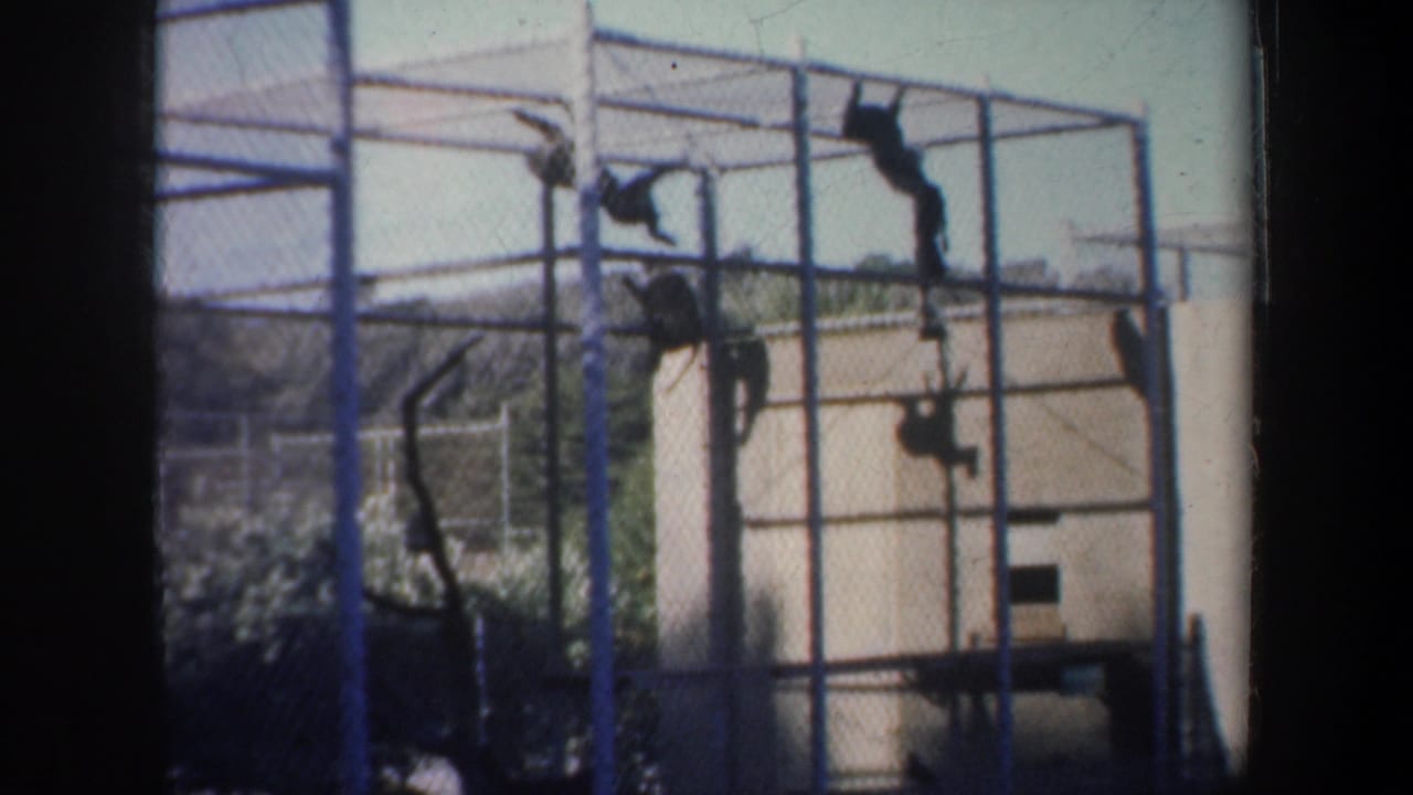 1957 San Francisco zoo footage appears to show primates climbing on wire mesh inside a tall cage with a pale wall behind them.