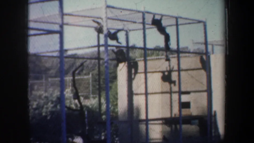 1957 San Francisco zoo footage appears to show primates climbing on wire mesh inside a tall cage with a pale wall behind them.