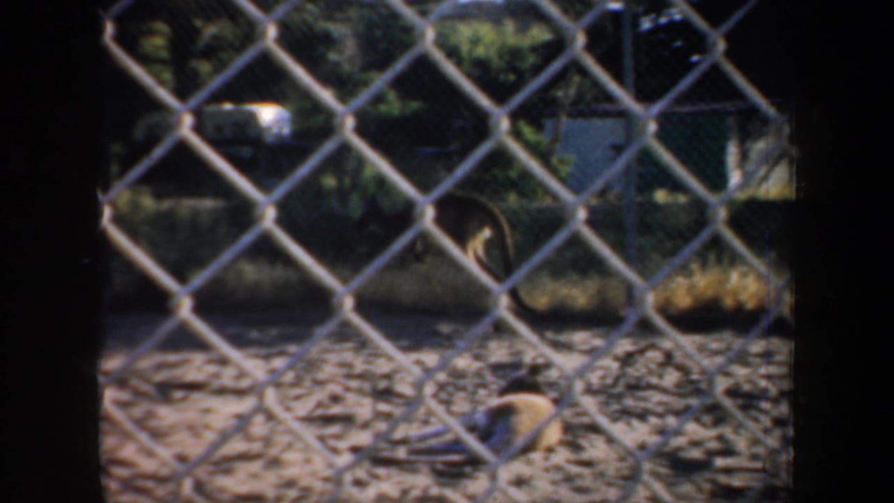 Chain-link fence in front of a sandy animal enclosure with a kangaroo near the ground.