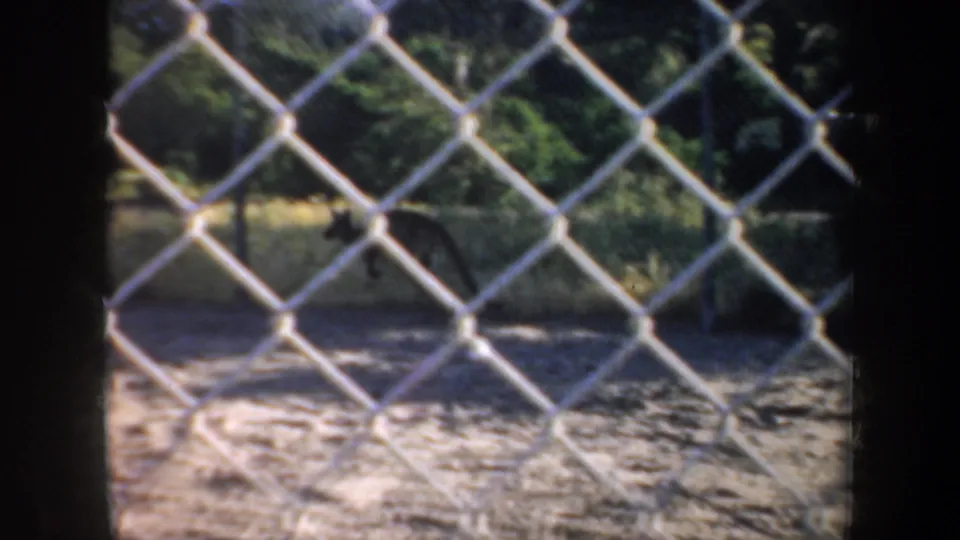 A sandy zoo pen is viewed through chain-link fencing, with shaded trees and enclosure space visible in the background.