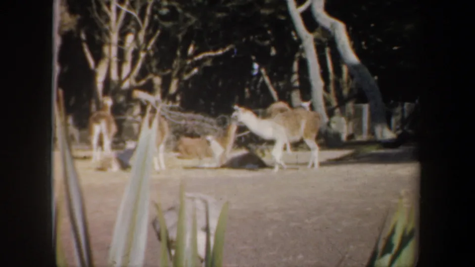 Lamas stand in a shaded sandy zoo enclosure, with trees, fencing, and 1950s 8mm film edges visible.