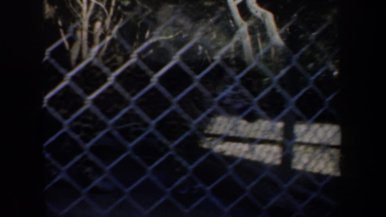 Dark animal enclosure seen through chain-link fencing and deep shadows.