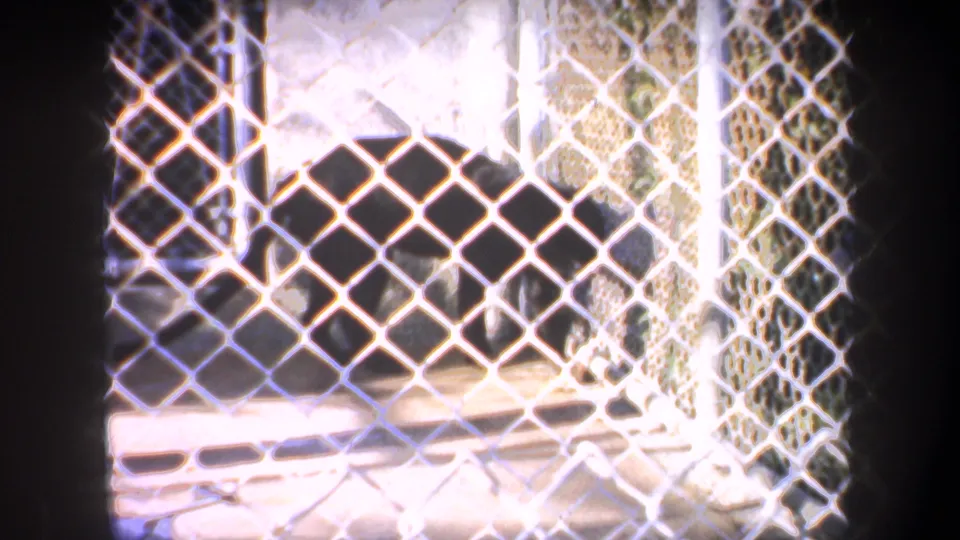 A dark hoofed animal, possibly a deer or antelope, stands behind chain-link fencing in the San Francisco zoo footage.