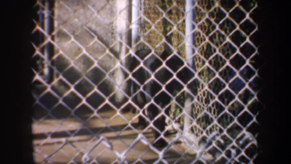 The final frame shows a fenced zoo enclosure area with chain-link, posts, concrete wall, and shaded ground.