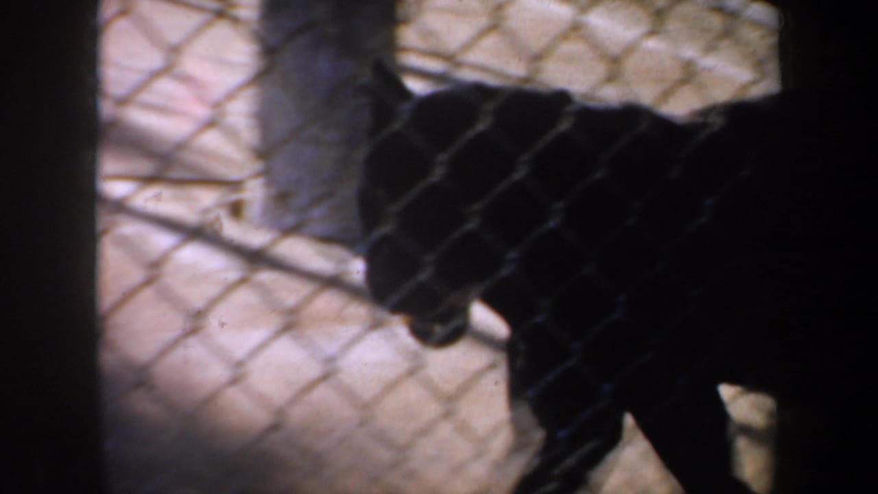 1957 San Francisco zoo home-movie frame showing a dark big cat partly obscured by chain-link fencing.