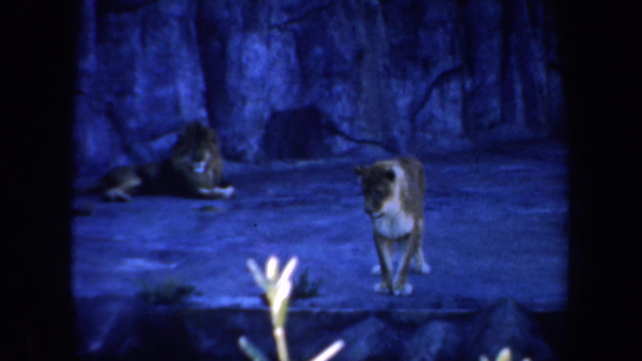 Lion resting and lioness walking in a blue-lit rocky enclosure.
