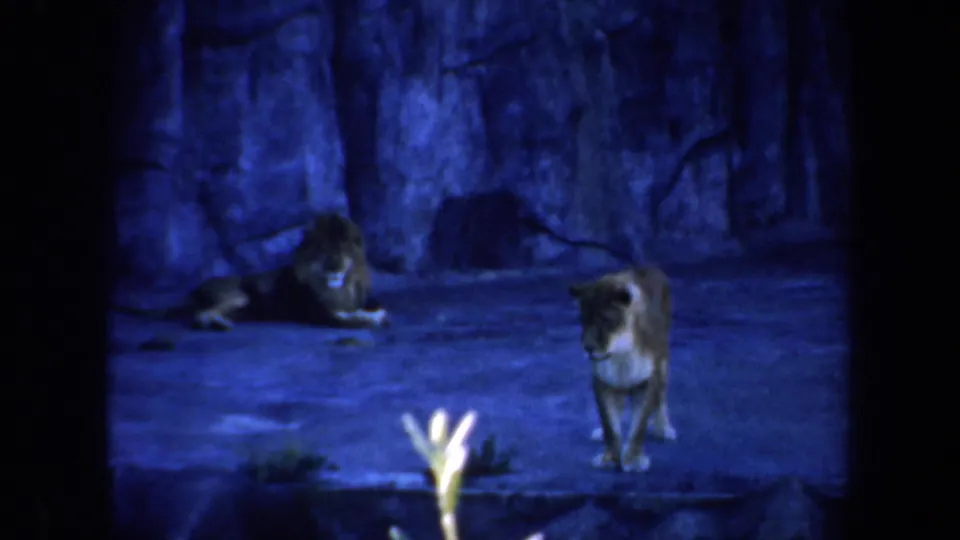 1957 San Francisco zoo home-movie frame showing a lion and lioness in a blue-toned constructed habitat.