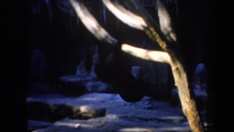 1957 San Francisco zoo frame showing a dark, rocky enclosure with bare branches and a low resting animal shape.