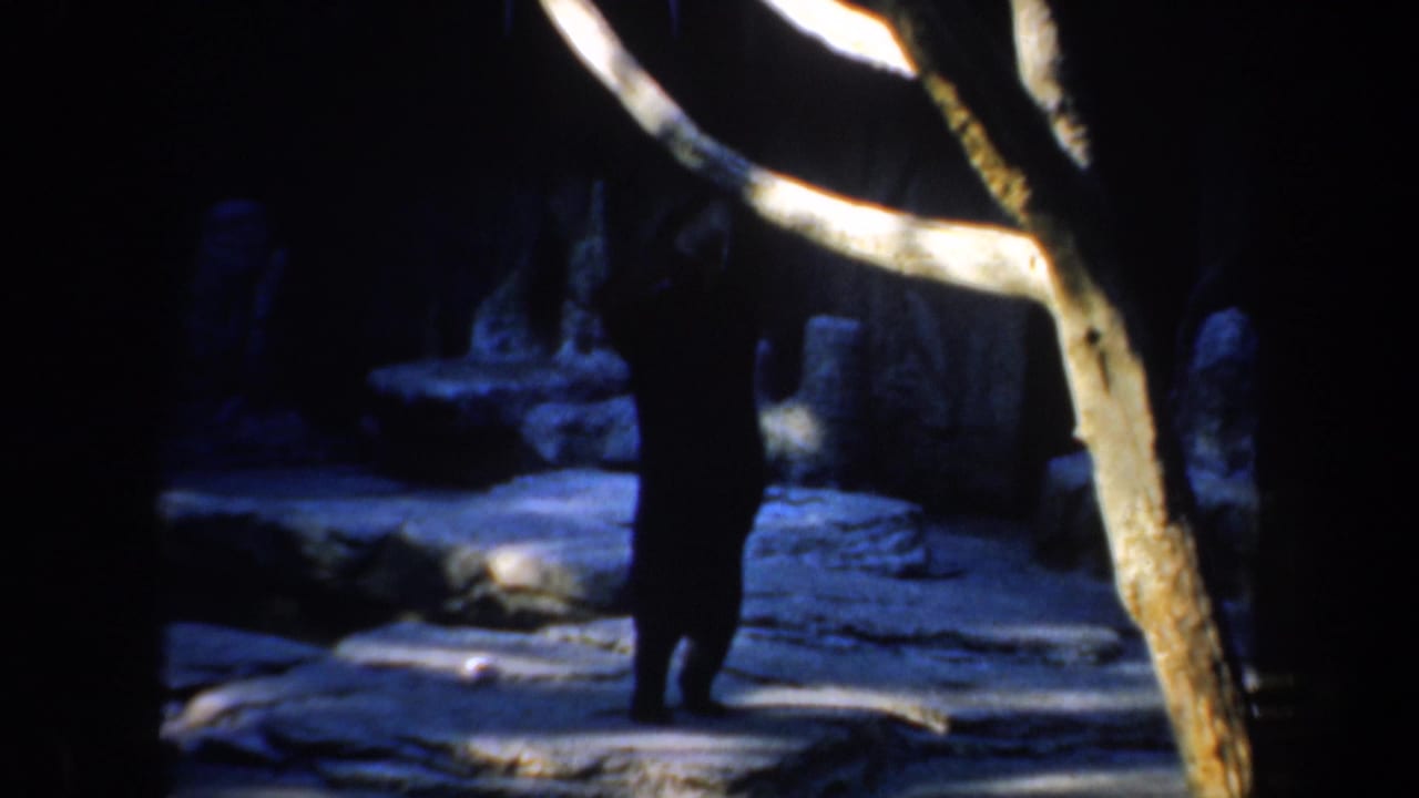 Panda partly in shadow near rocks and a pale foreground branch.