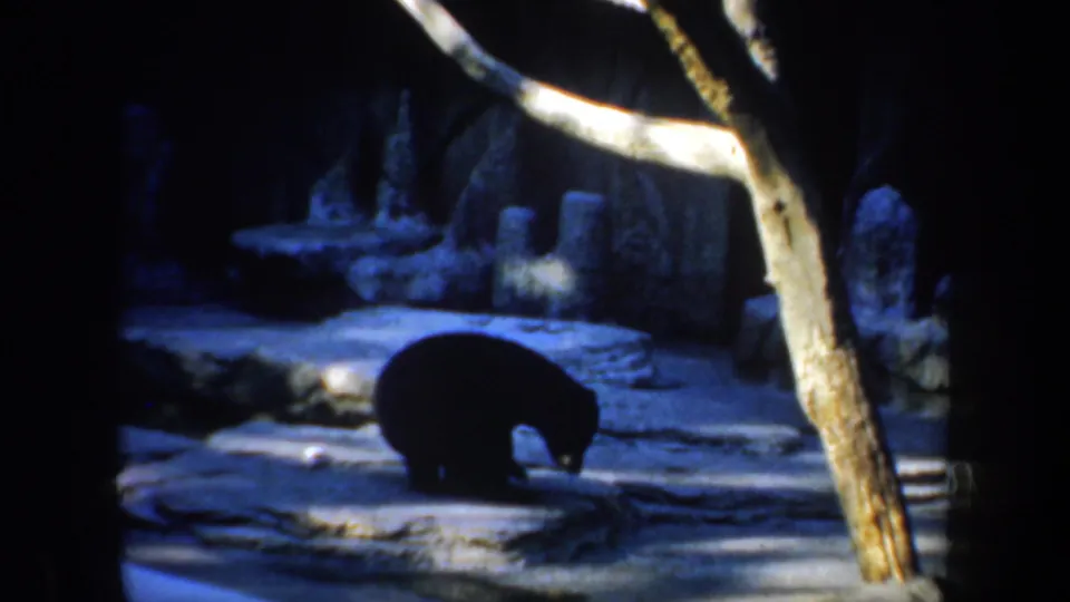 1957 San Francisco home-movie frame of the panda lowered toward the rocky floor in the dim zoo habitat.