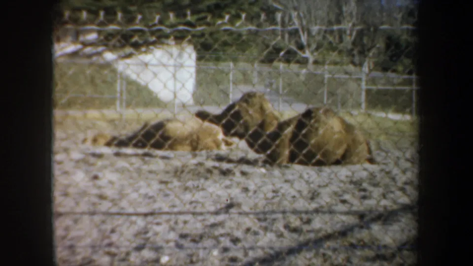 Two camels lie in a sandy San Francisco zoo enclosure in 1957, filmed through chain-link fencing in soft 8mm color.