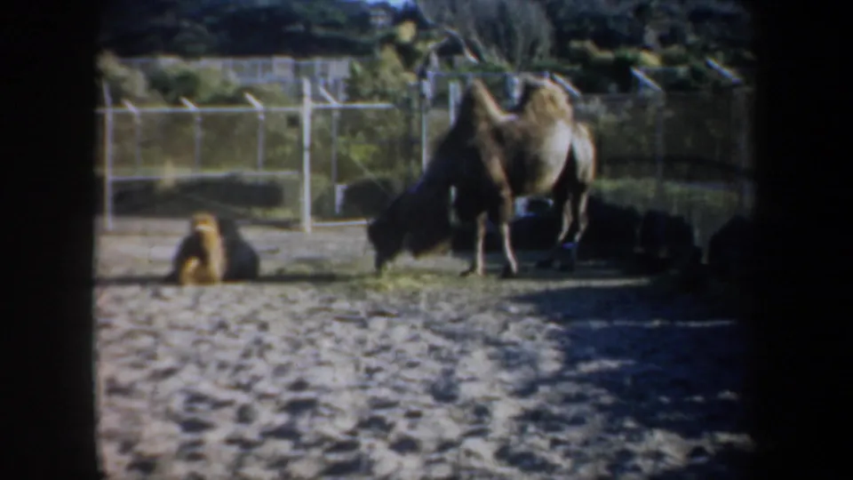 A standing camel and a resting camel appear in a fenced San Francisco zoo enclosure, captured in 1957 home-movie footage.