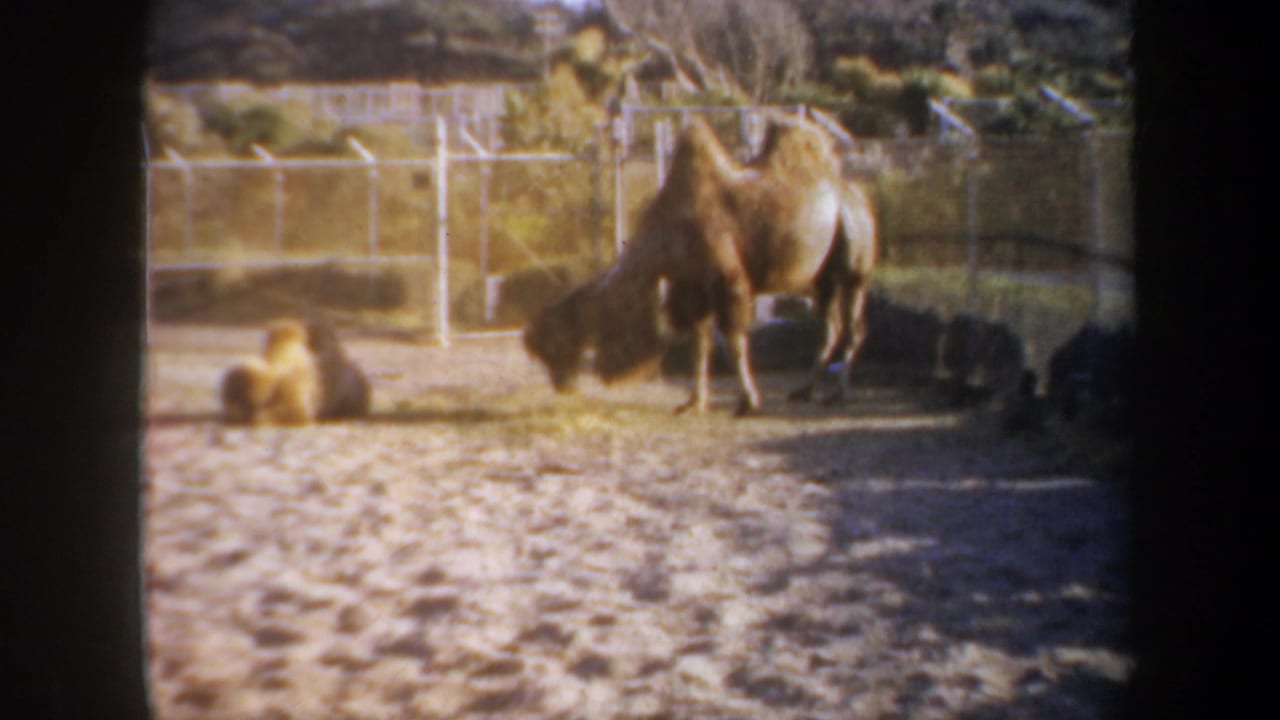 Two camels in a sandy fenced enclosure, one standing near grass and one resting.
