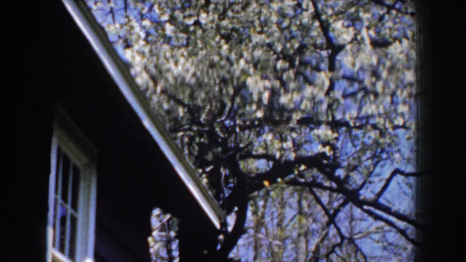 Red house exterior in Michigan, partly obscured by a dark tree trunk and pale spring blossoms in 1959 8mm footage.