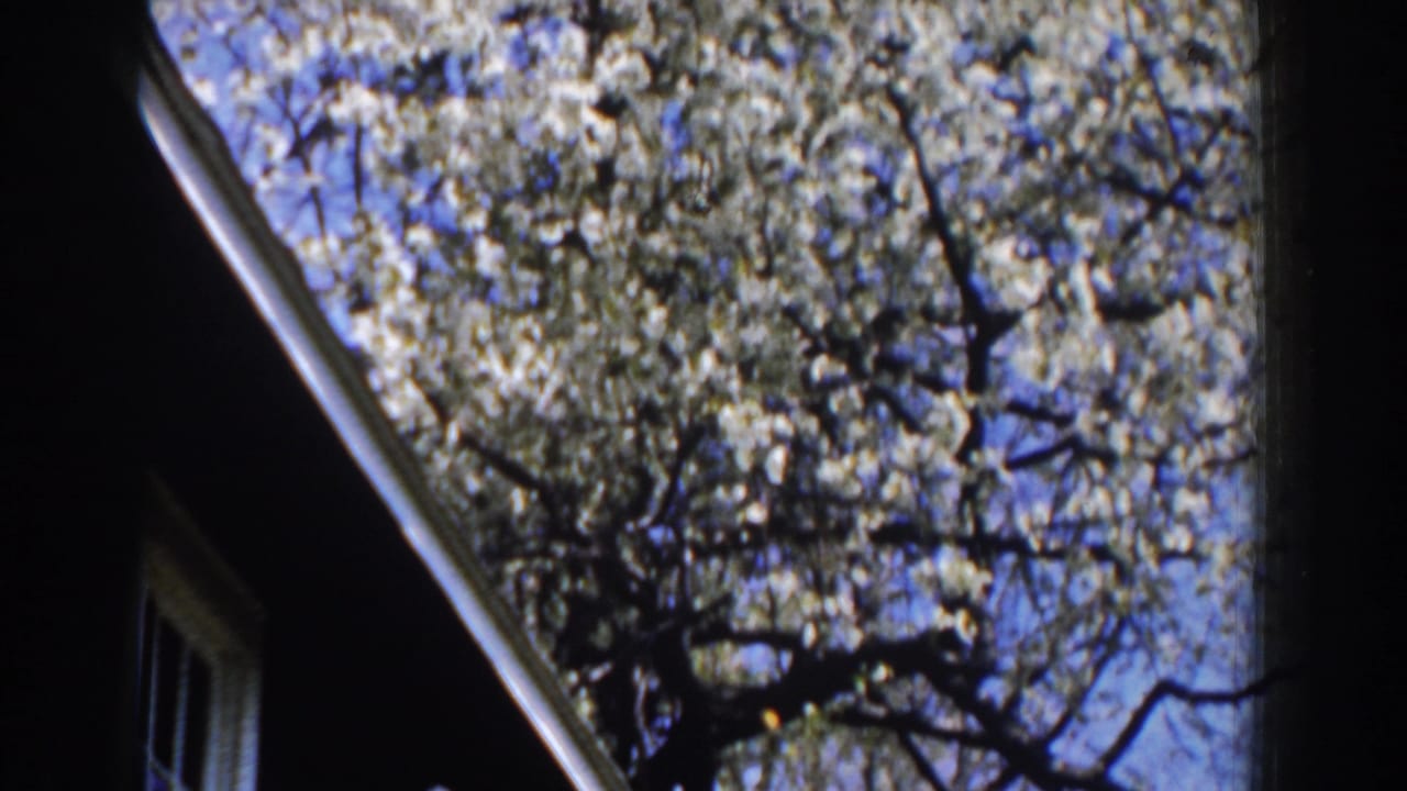 White blossoms and dark branches against blue sky beside a shaded house edge.