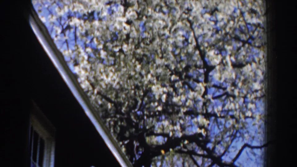 1959 Michigan 8mm frame looking upward at white spring blossoms, blue sky, and a dark roof or window edge in shade.
