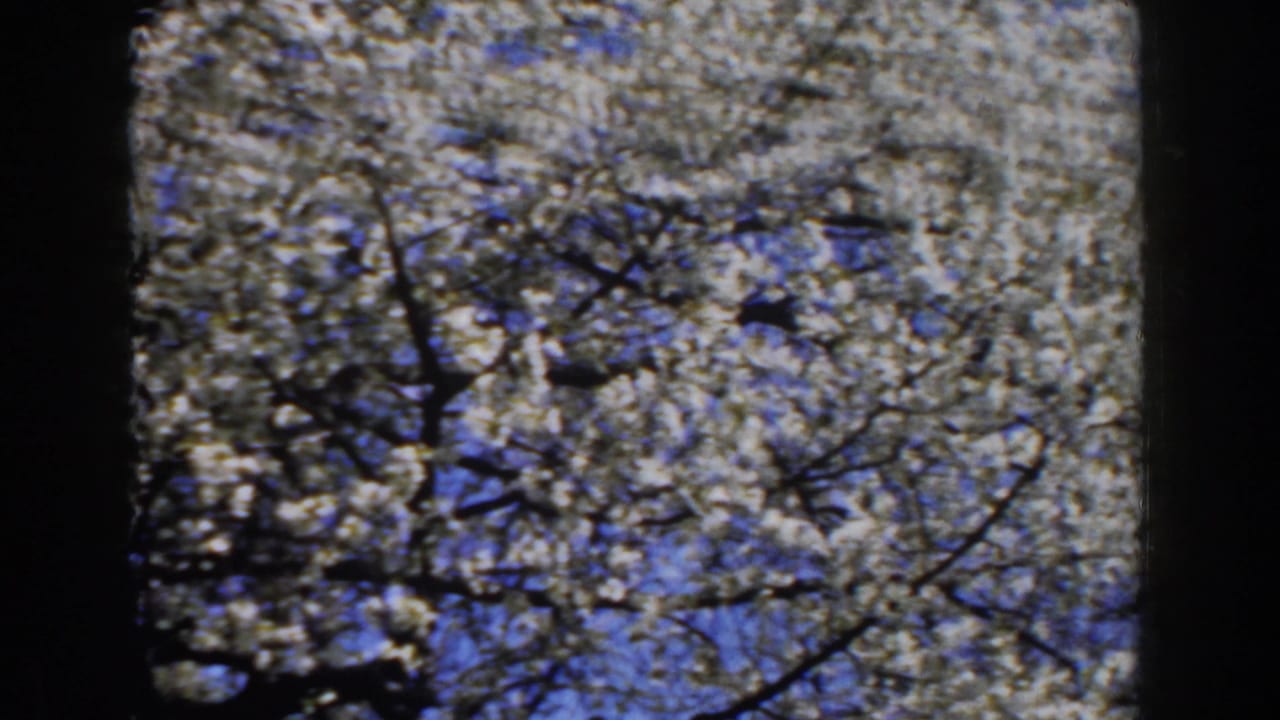 Dense white blossoms and tree branches seen through a dark vertical frame.