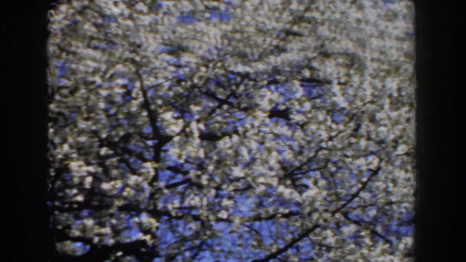 1959 Michigan 8mm frame with flowering branches across a bright blue sky, divided by a dark vertical foreground shape.