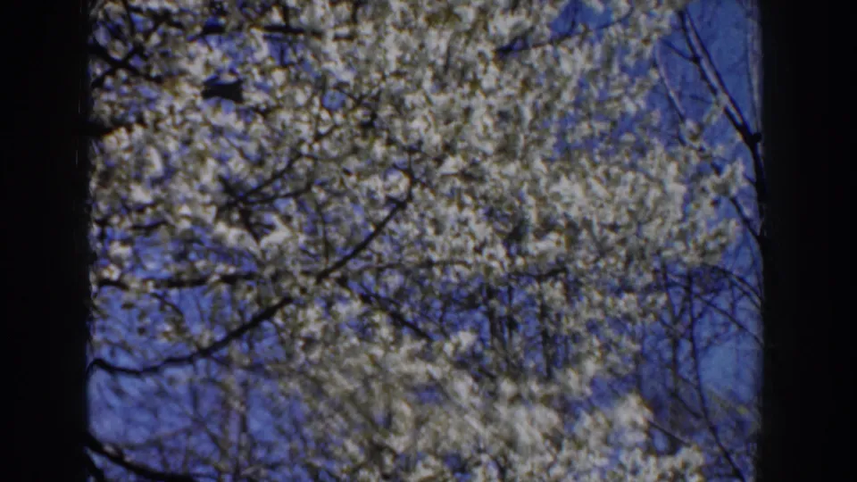1959 Michigan 8mm frame showing white blossoms overhead, blue sky, bare branches, and a shaded structural edge at left.