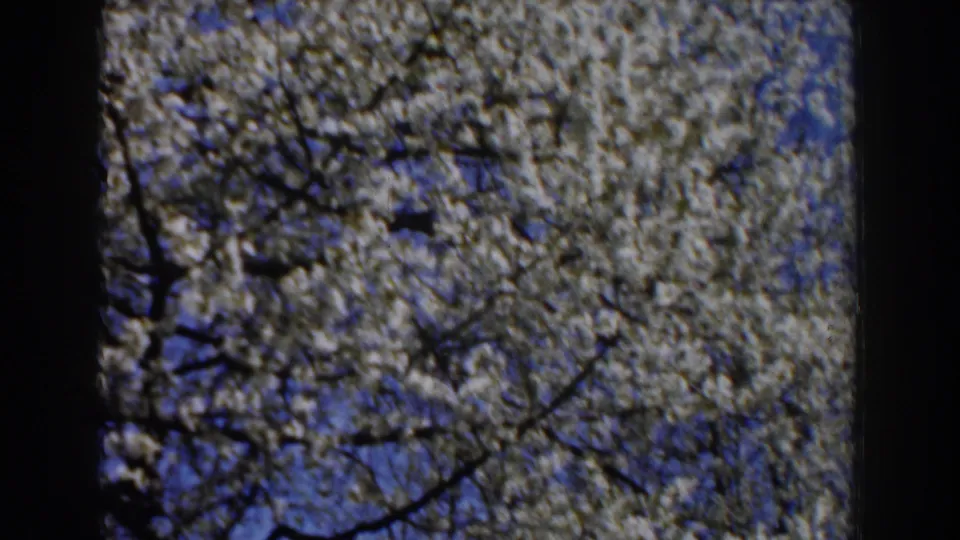 1959 Michigan 8mm frame of dense white blossoms and blue sky, partially blocked by a dark vertical foreground element.