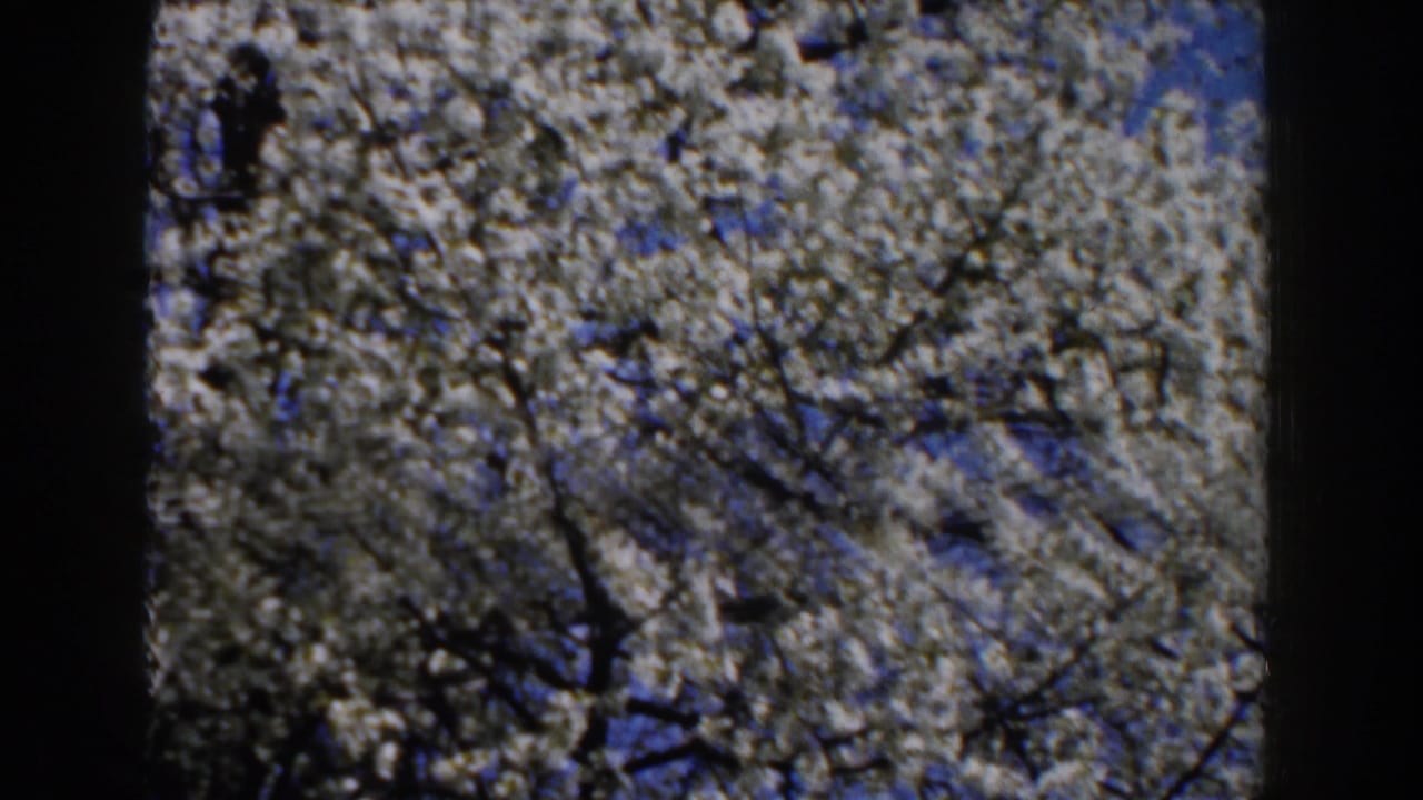 White flowering tree branches fill the frame against patches of blue sky.