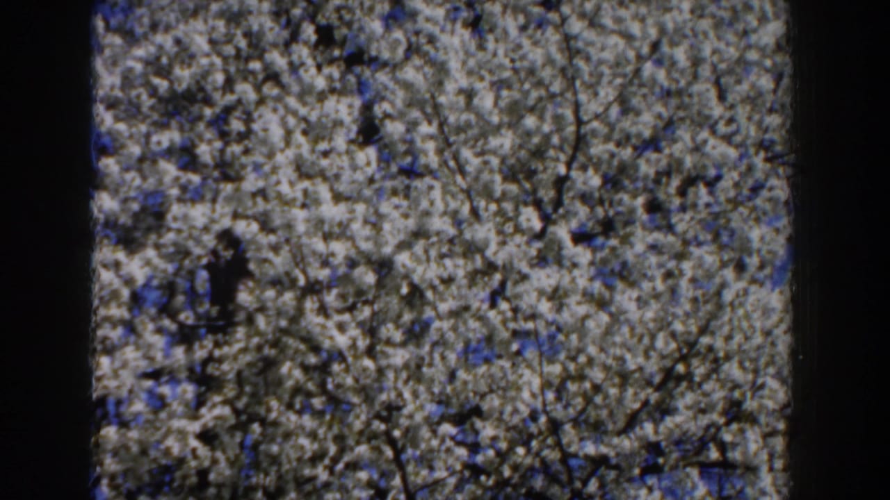 Dense white blossoms and dark branches spread across a blue sky.