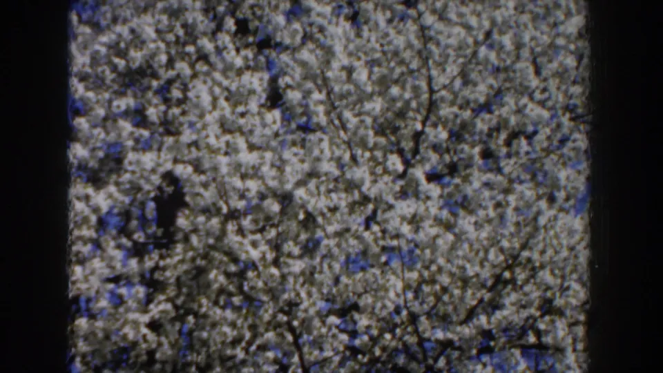 1959 Michigan home-movie frame showing a tree canopy heavy with white flowers under blue sky.