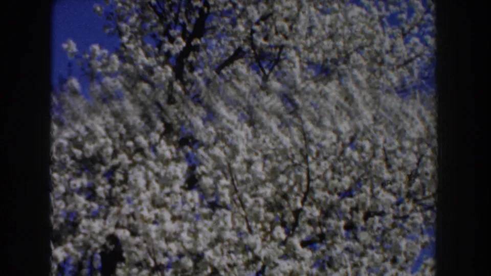 1959 Michigan 8mm frame with white blossoms filling most of the view and blue sky showing through.