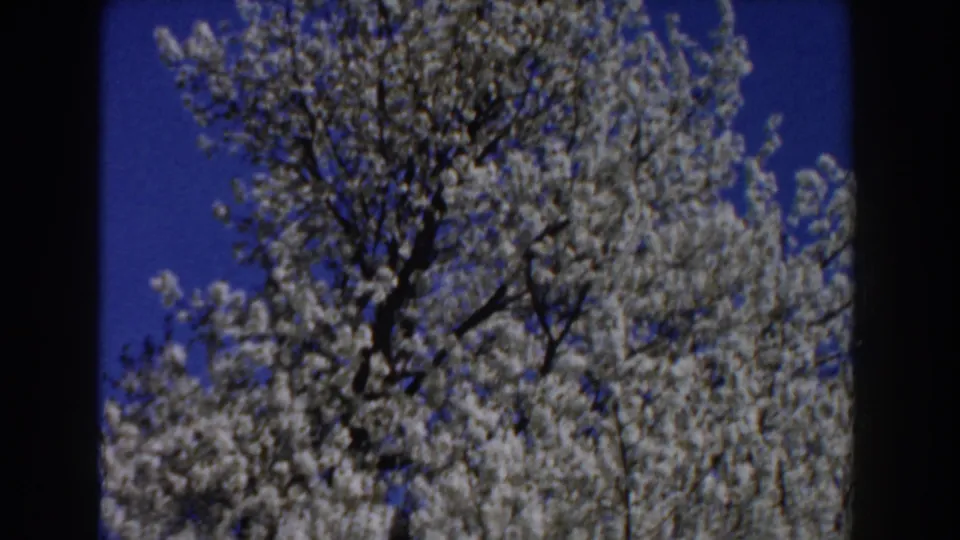 1959 Michigan frame of a flowering tree rising into blue sky, its crown covered in white blossoms.