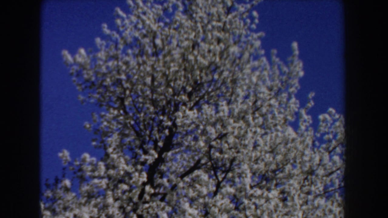 White flowering tree branches seen from below against a deep blue sky.