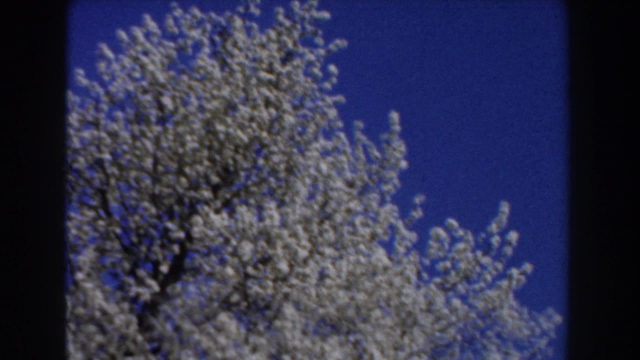 Blossoming treetop and blue sky framed through the 8mm film border.