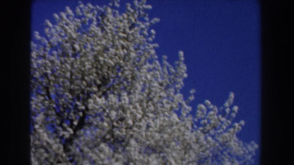 1959 Michigan home-movie frame with dense white blossoms on tree limbs against a clear blue sky, framed by dark film edges.