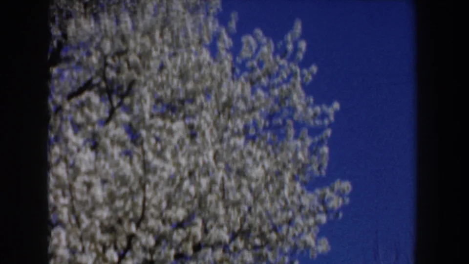 Close 1959 Michigan 8mm view of white spring blossoms and branching limbs, with blue sky visible between the flowers.