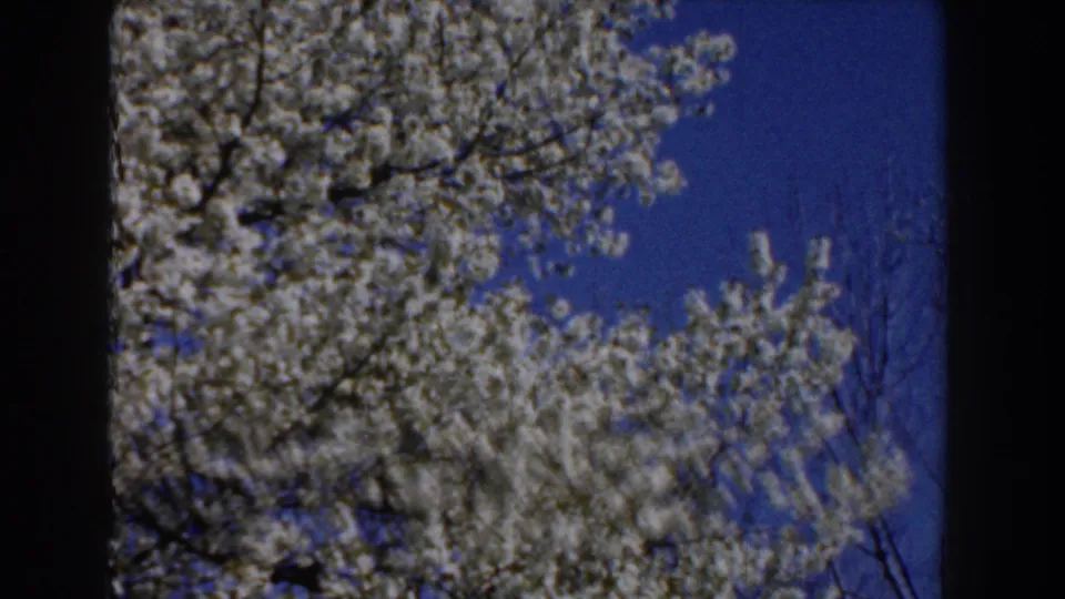 1959 Michigan 8mm frame showing a flowering tree canopy, bare side twigs, and clear blue sky in a handheld home-movie view.