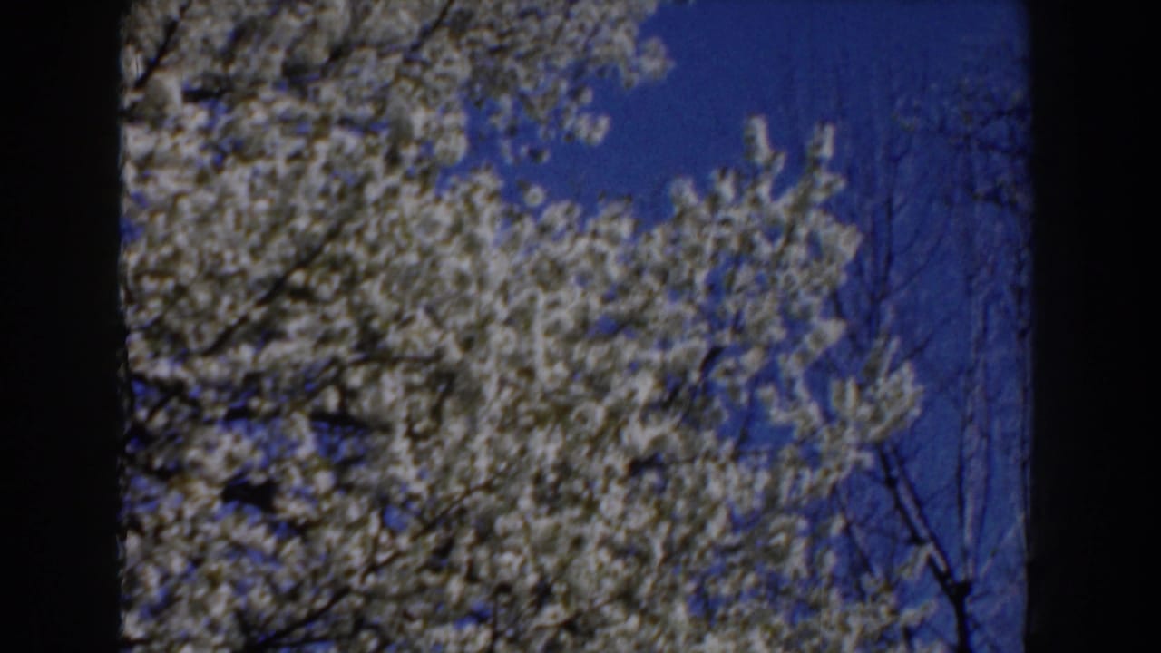 1959 Michigan 8mm frame showing white blossoms and bare branches reaching into a saturated blue spring sky.