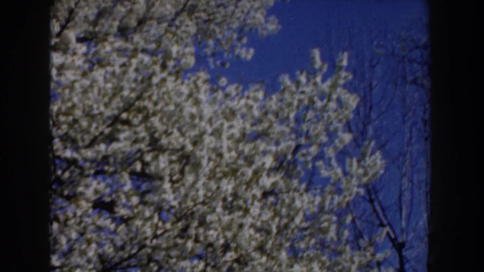 1959 Michigan 8mm frame showing white blossoms and bare branches reaching into a saturated blue spring sky.