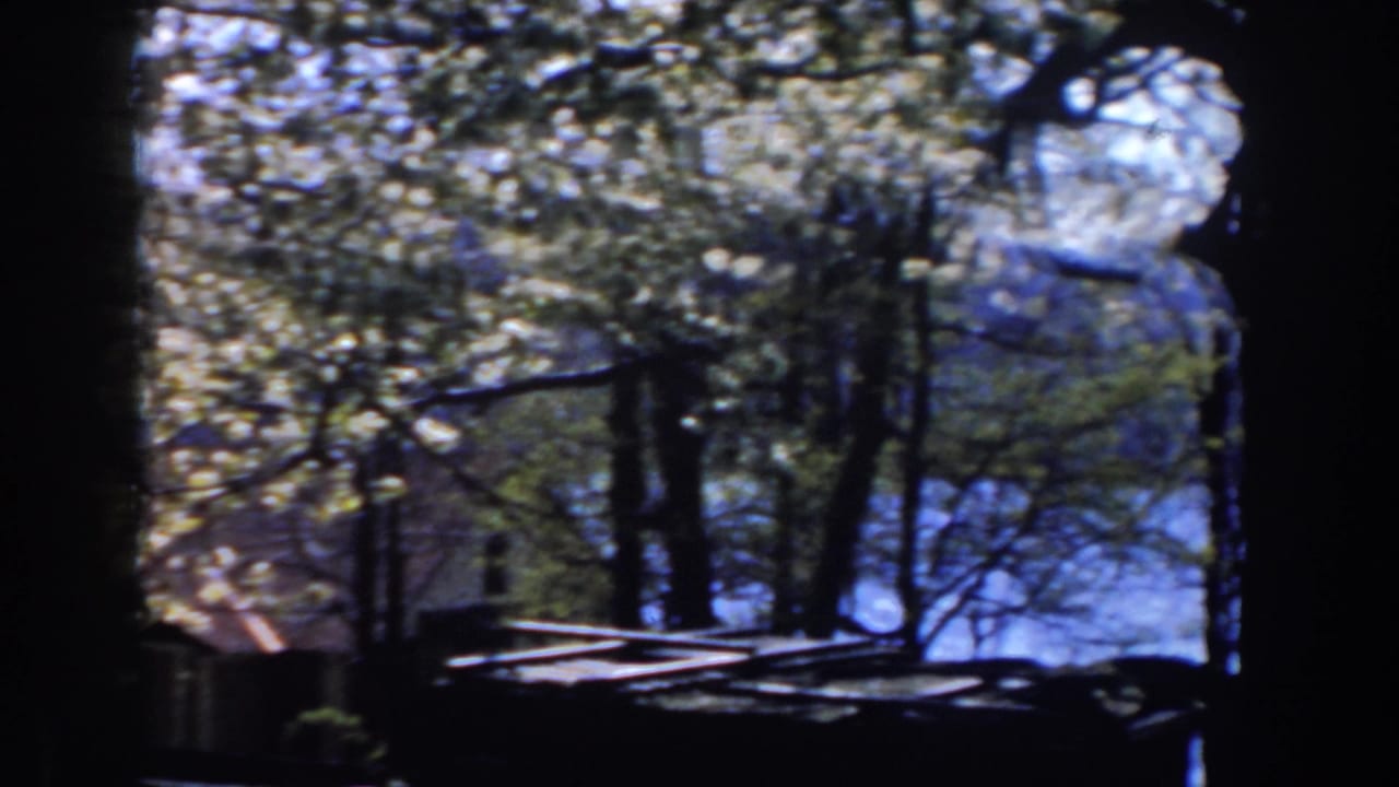 1959 Michigan home-movie frame with tree branches, partial cabin structures, and blue water beyond the shoreline.