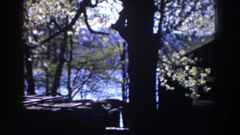 1959 Michigan 8mm still with a large shaded tree trunk, leafy branches, a cabin edge, and water visible through the woods.
