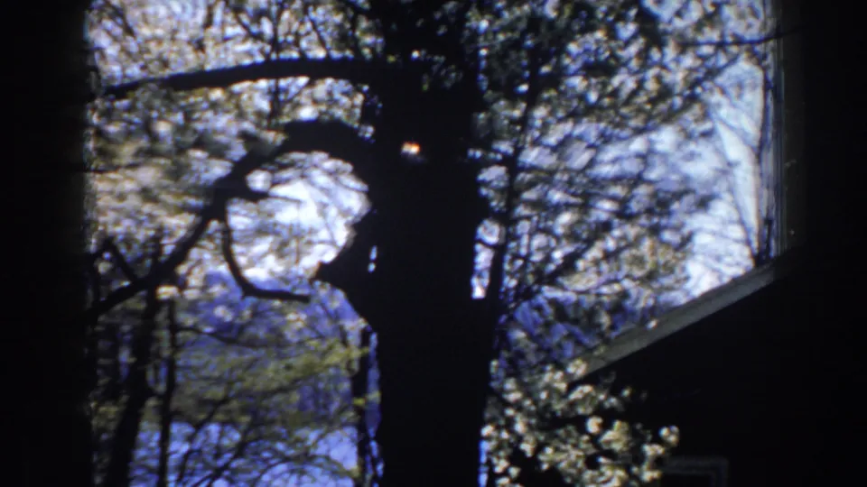 1959 Michigan frame showing a dark tree silhouette, leafy branches, a slanted roof edge, and water through the trees.