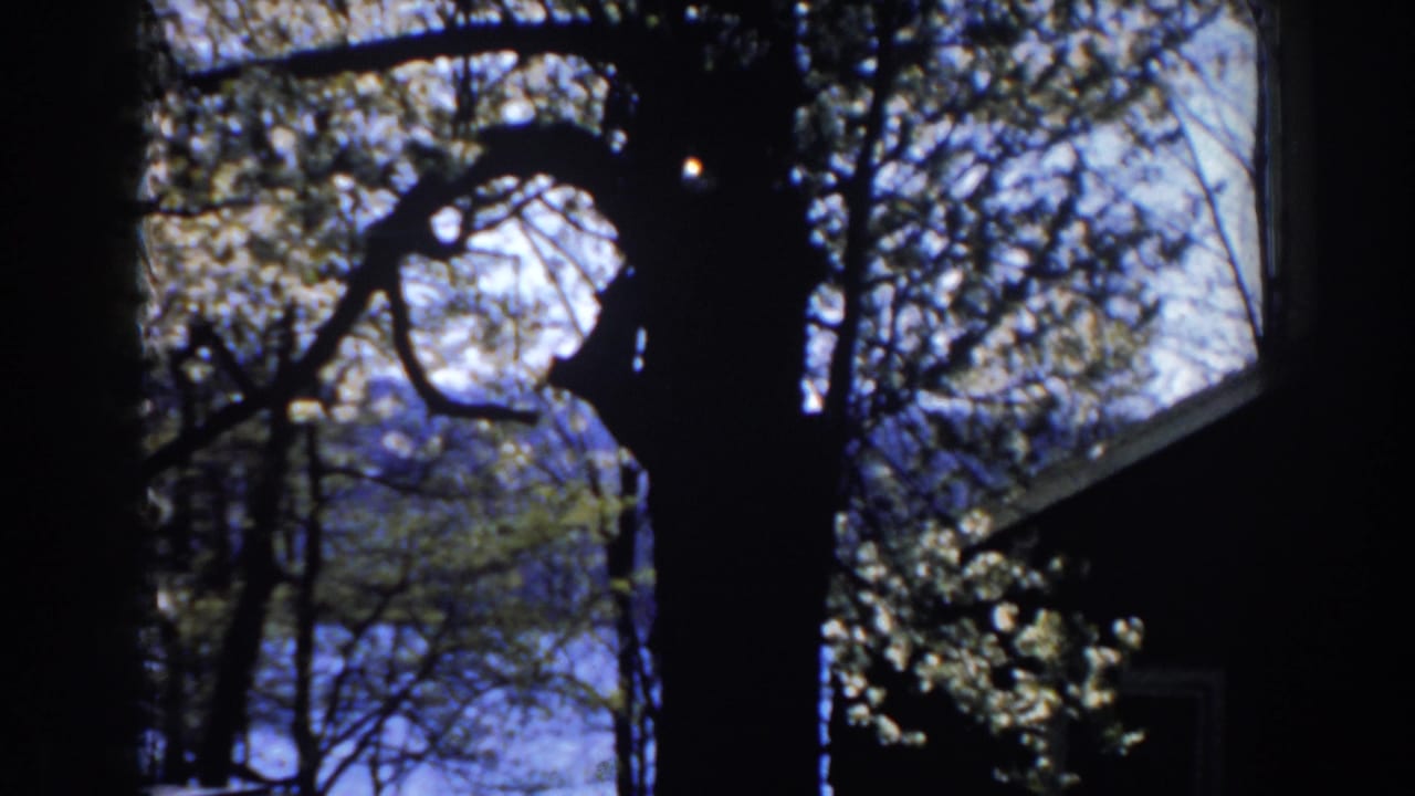 Large tree trunk and branches silhouetted against bright sky beside a shaded house.