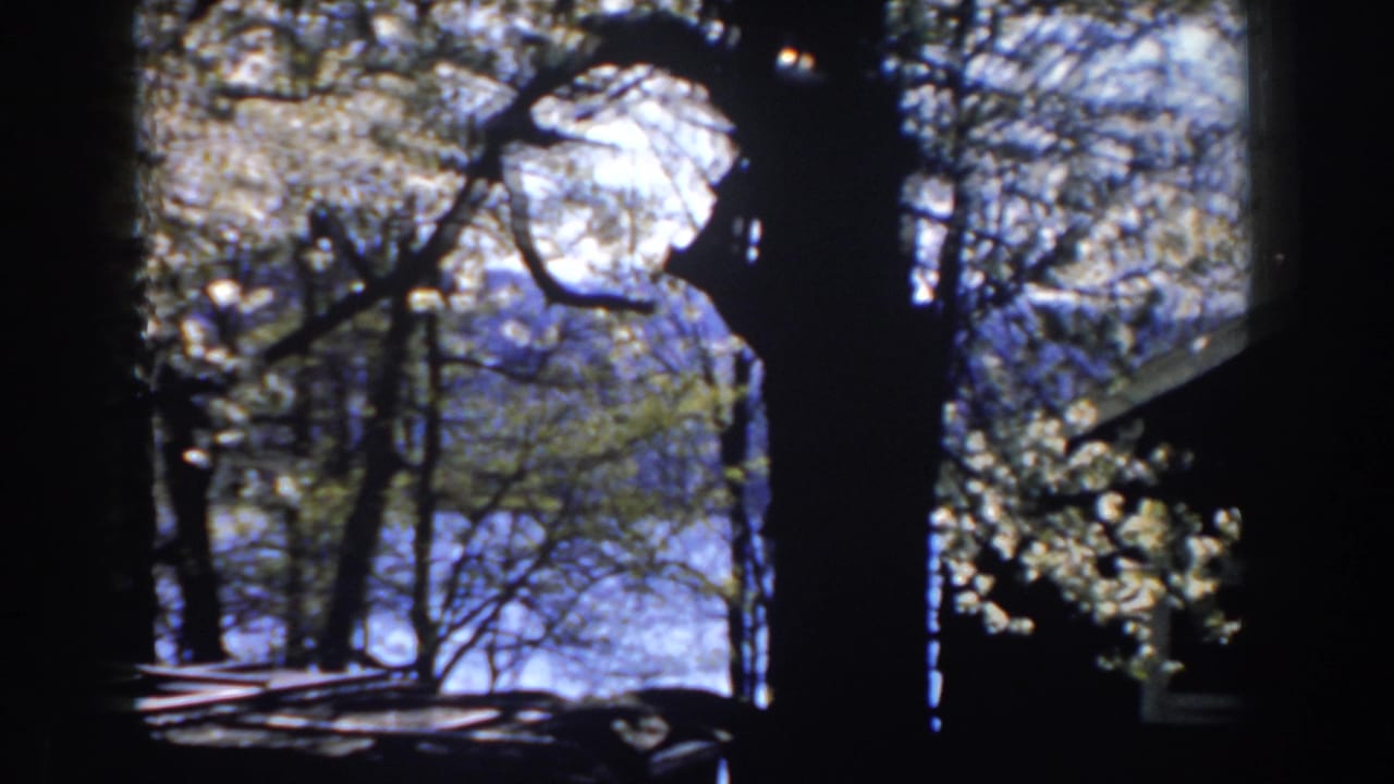 Tree branches and a dark house roofline seen against a bright background.