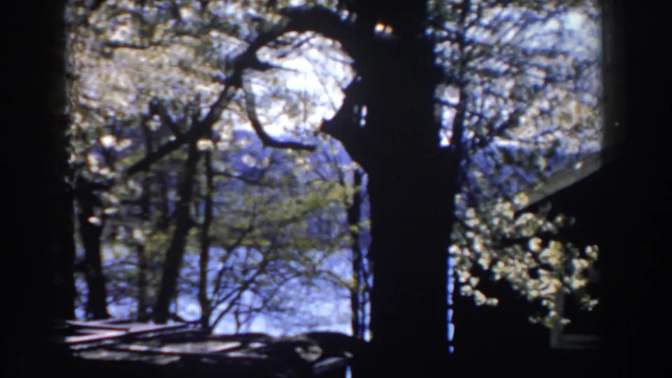 1959 Michigan home-movie frame with silhouetted branches, a shaded roofline, and bright sky beyond the trees.