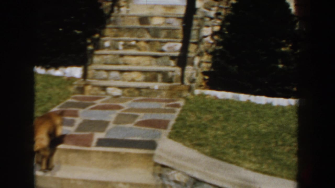 In 1959 Michigan home-movie footage, a brown dog stands near a stone patio, steps, lawn, and stone house exterior.