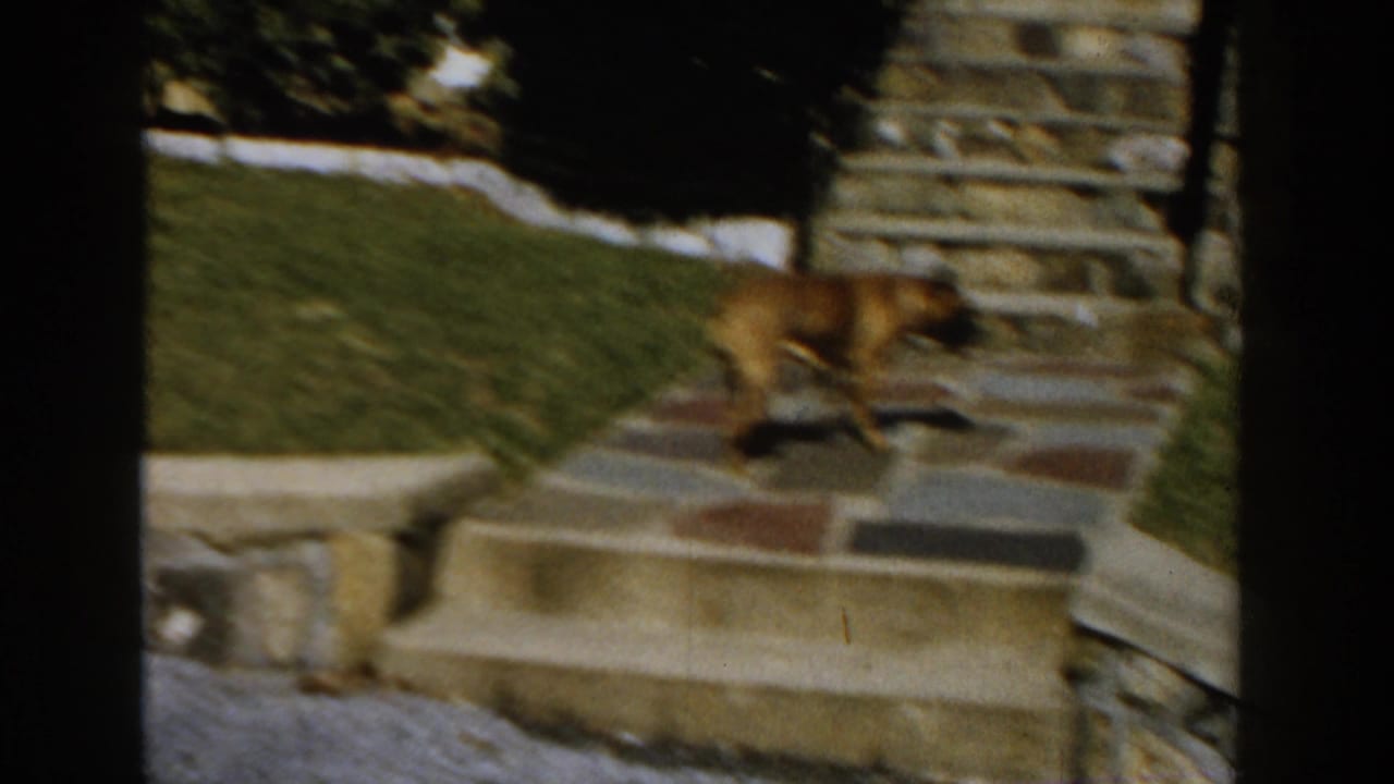 The brown dog moves across a stone walkway toward steps in a Michigan residential yard, with lawn and stonework visible.